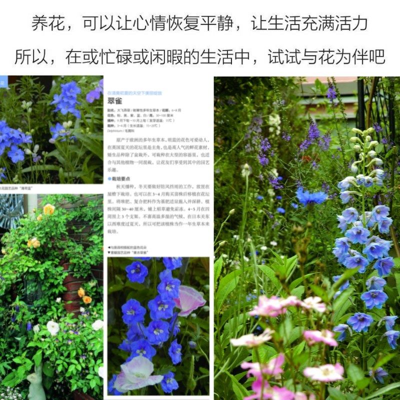 花图鉴 500种庭院花卉识别与养护 园林艺术